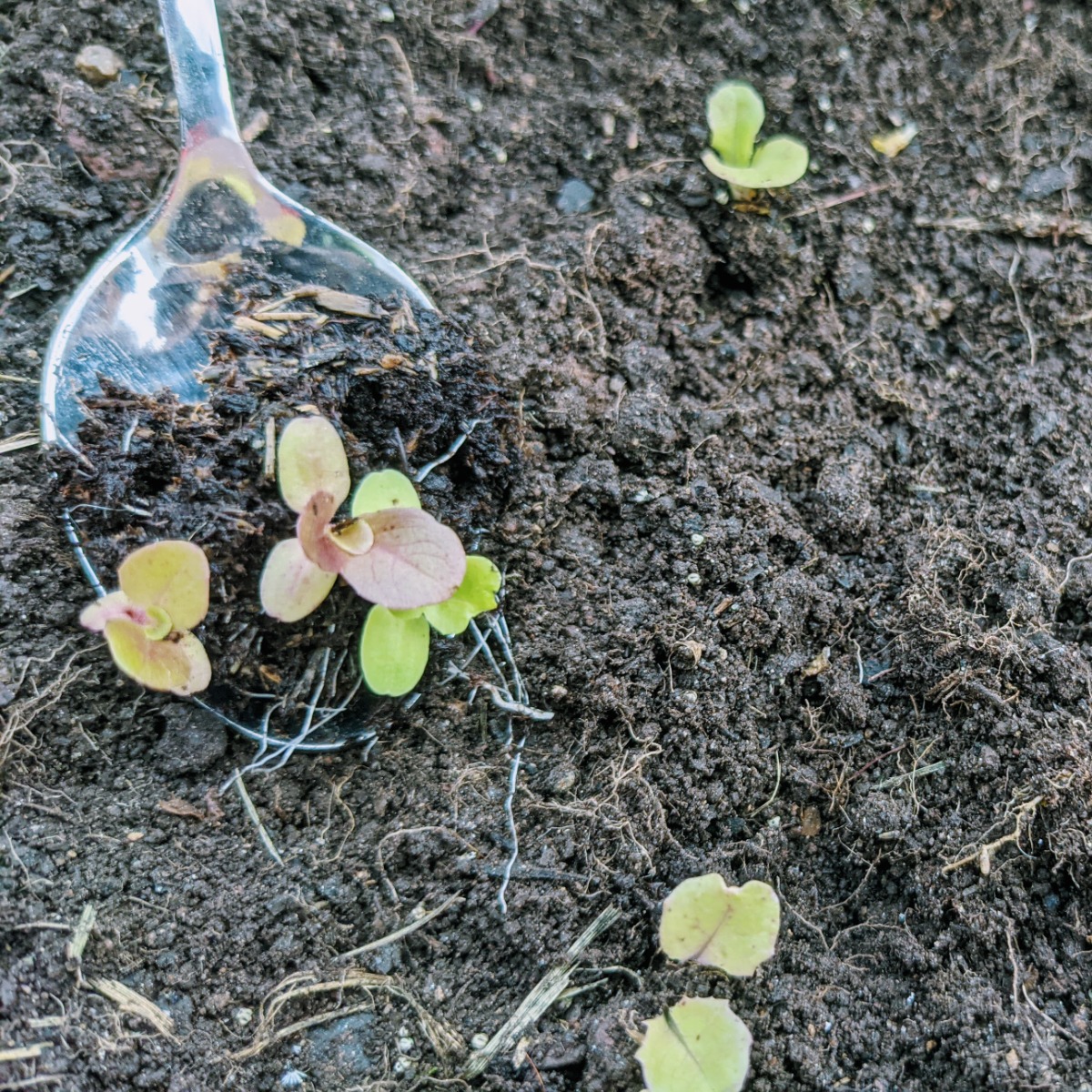 Tiny Lettuce Plants just starting out