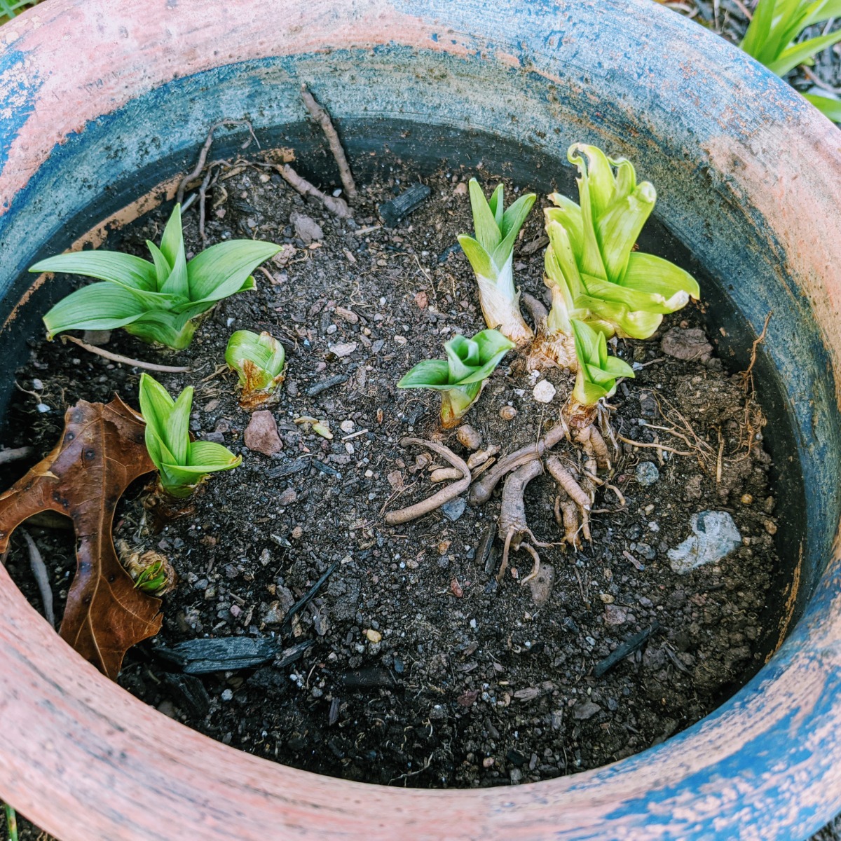 Transplanting Daylilies in Pots when dividing tubers and daylily plants