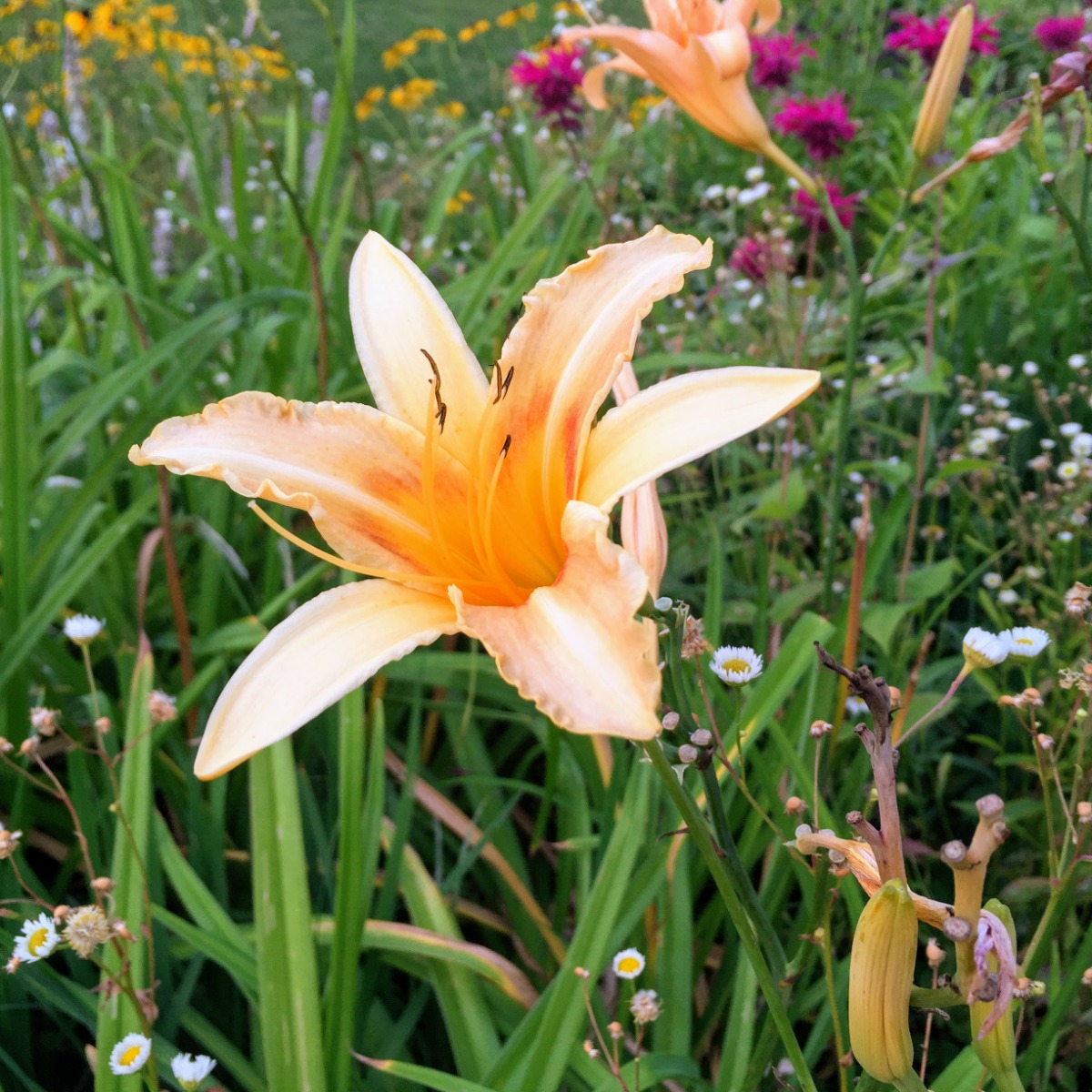 Transplanting Daylilies - beautiful orange daylily in bloom with wildflowers