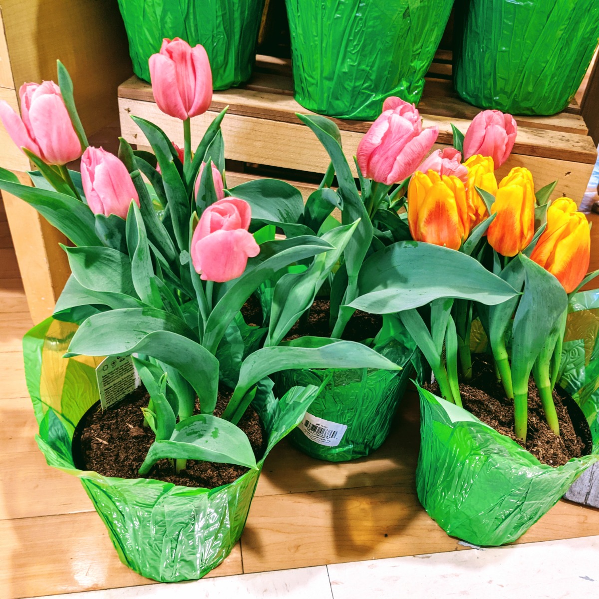 Transplanting Tulips from Pot to Ground works great for those Easter flowers you get as a gift or for yourself.