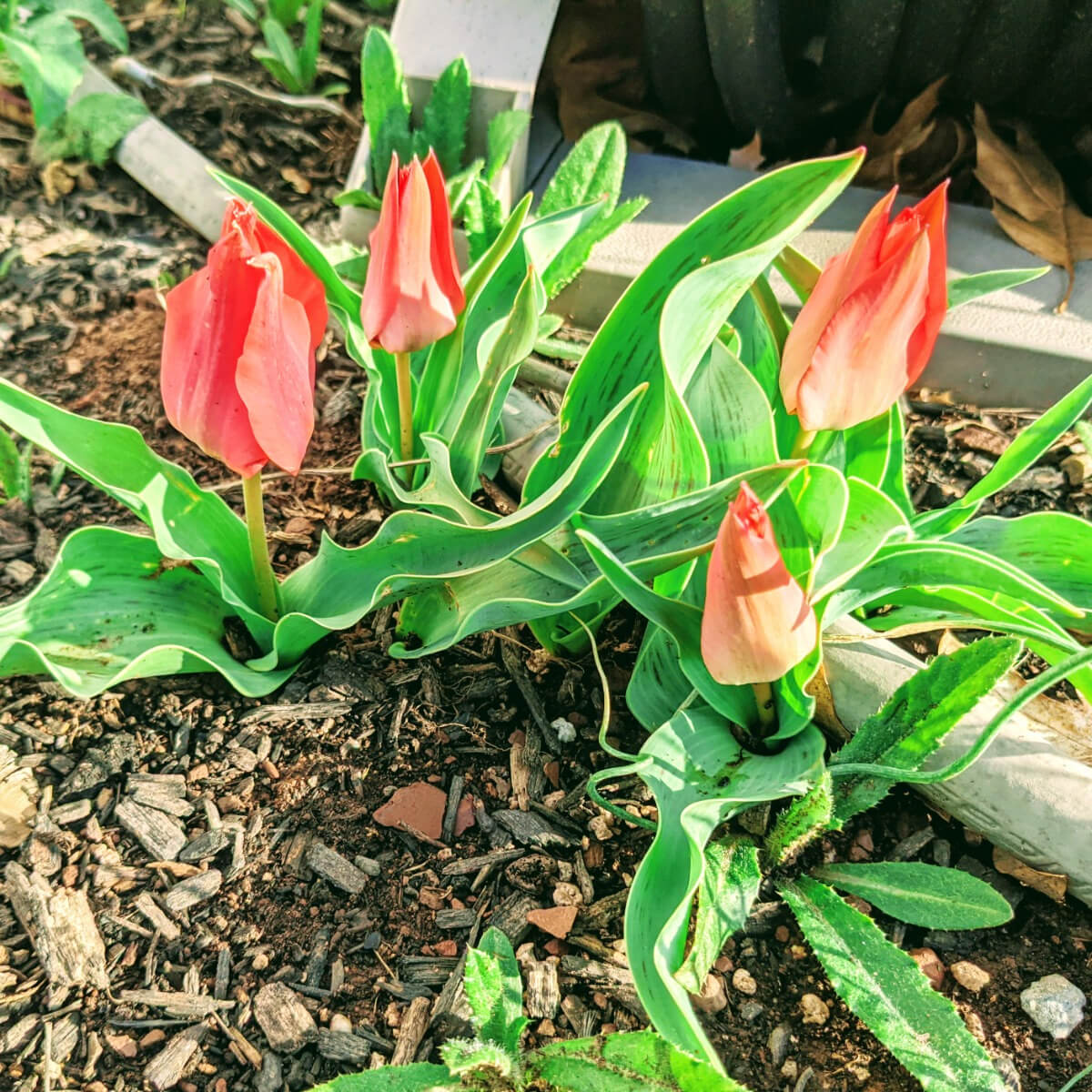 Transplanting Tulips in the Garden - Coral Tulips growing near the hose