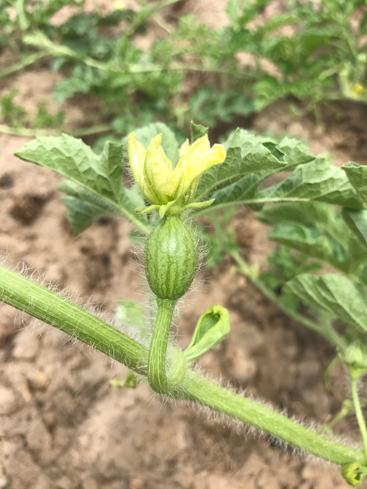 Seedless Watermelon Growing - Female Triploid Watermelon and Flower - Photo Courtesy of Melon 1