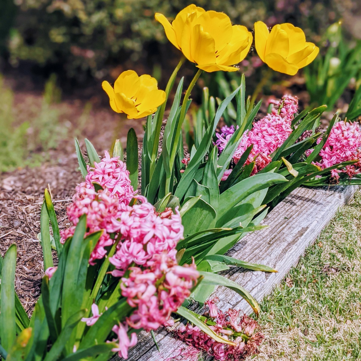 Pretty Yellow Tulips and Pink Hyacinths Growing Together Outside