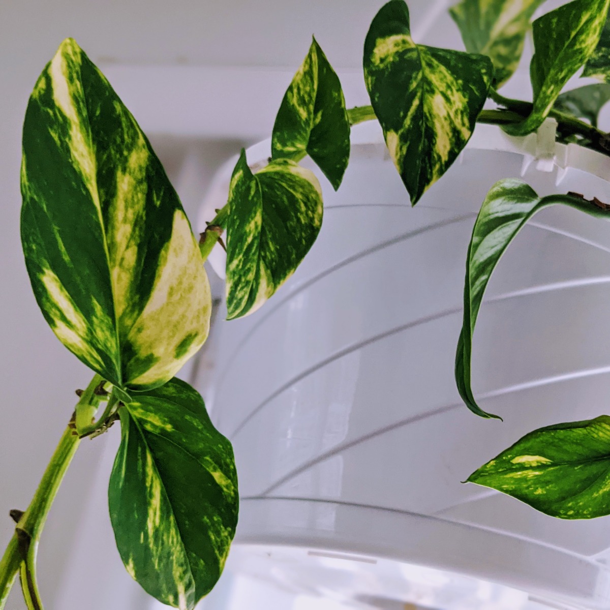 Variegated Leaves in a Pothos Plant in a Hanging Basket