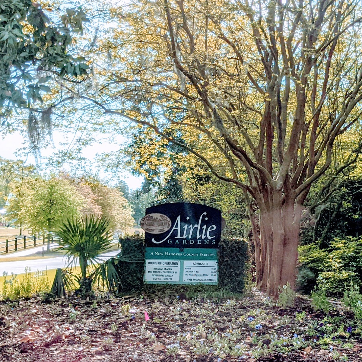 Visiting Airlie Gardens in Wilmington, NC