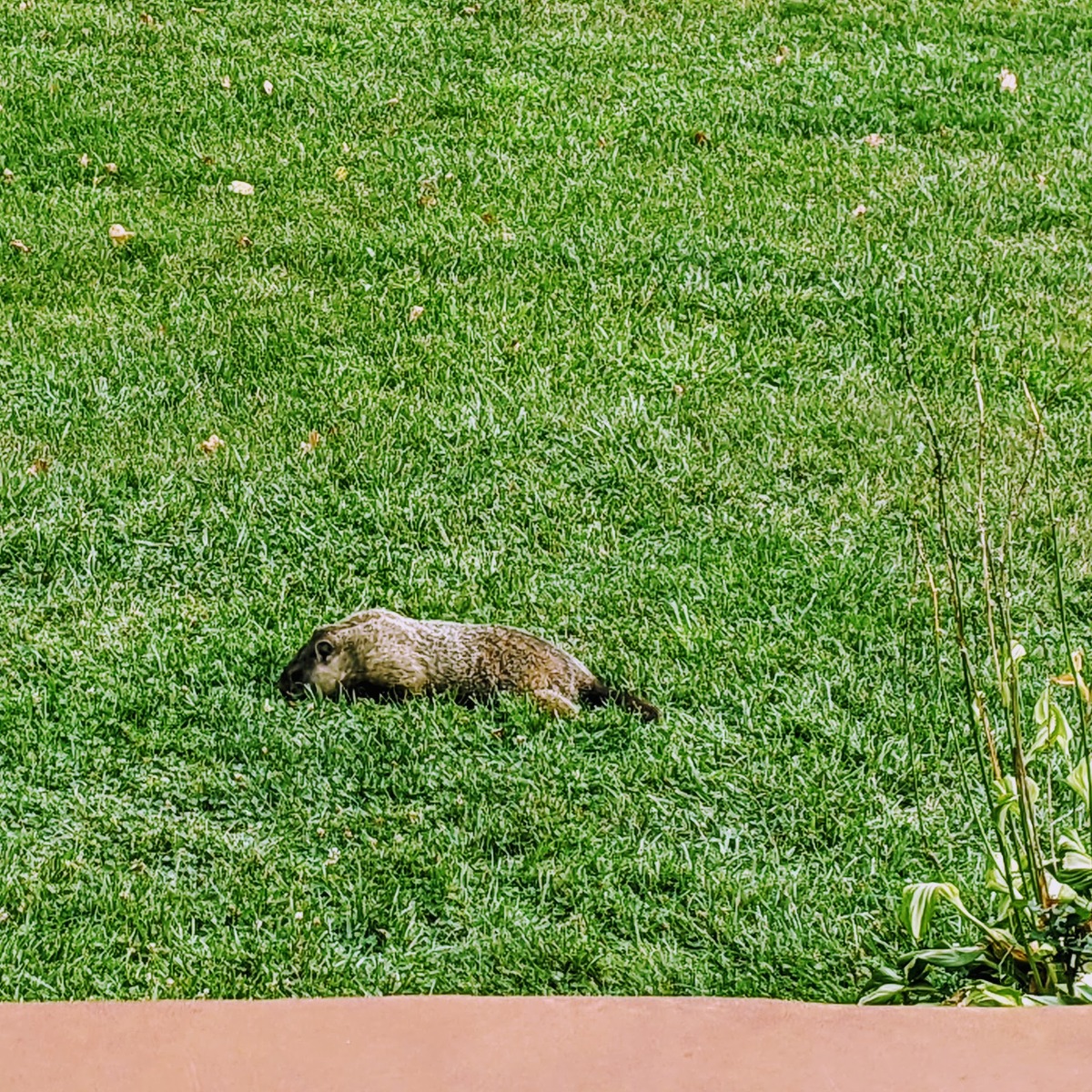 Woodchuck enjoying the lush grass of the back yard in 2021