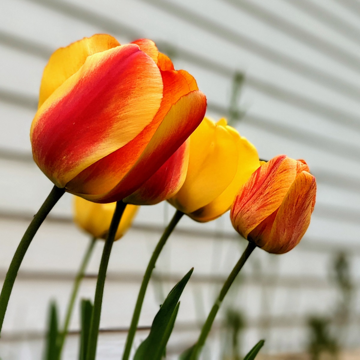 Yellow Red Blend Tulips in our Back Garden