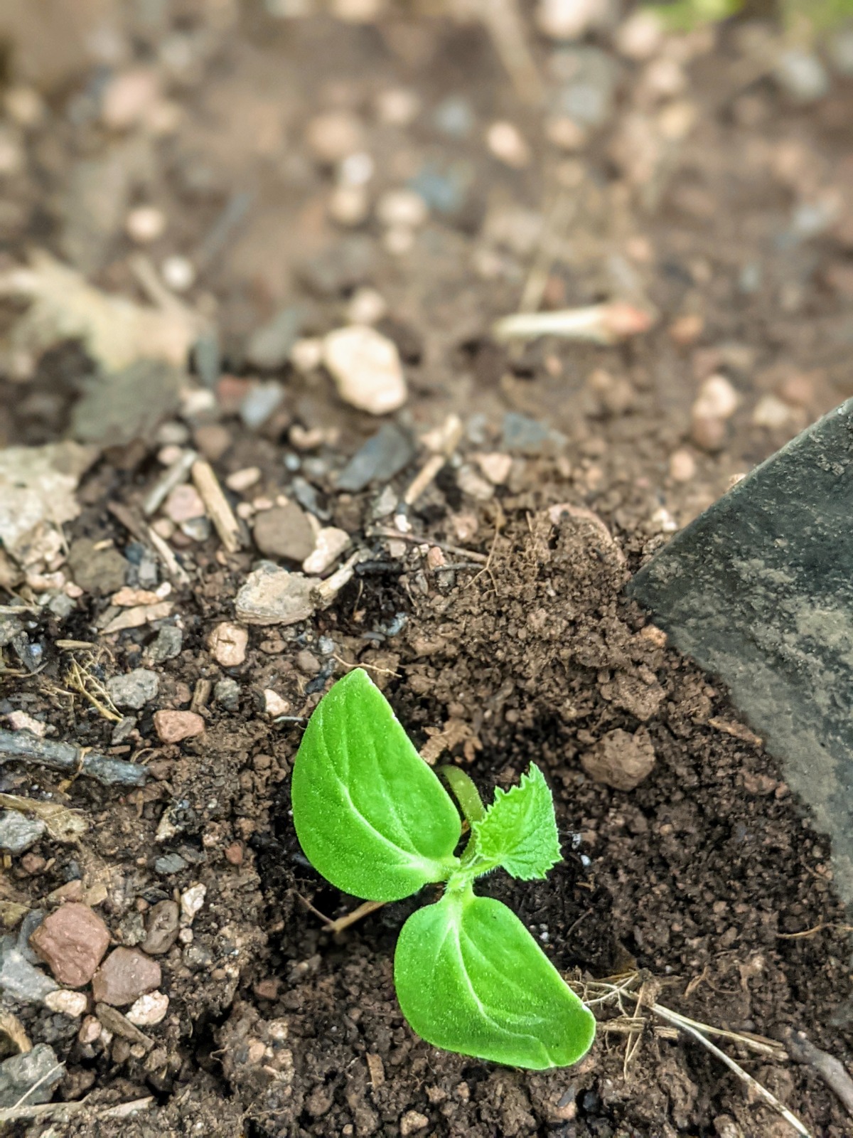 Baby Cucumber Seedling Planted Outside