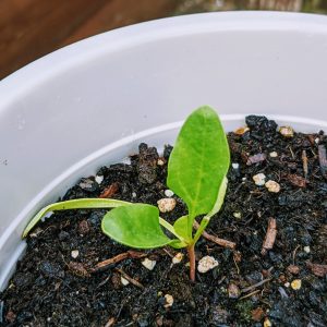 Growing Spinach from Seed in Containers