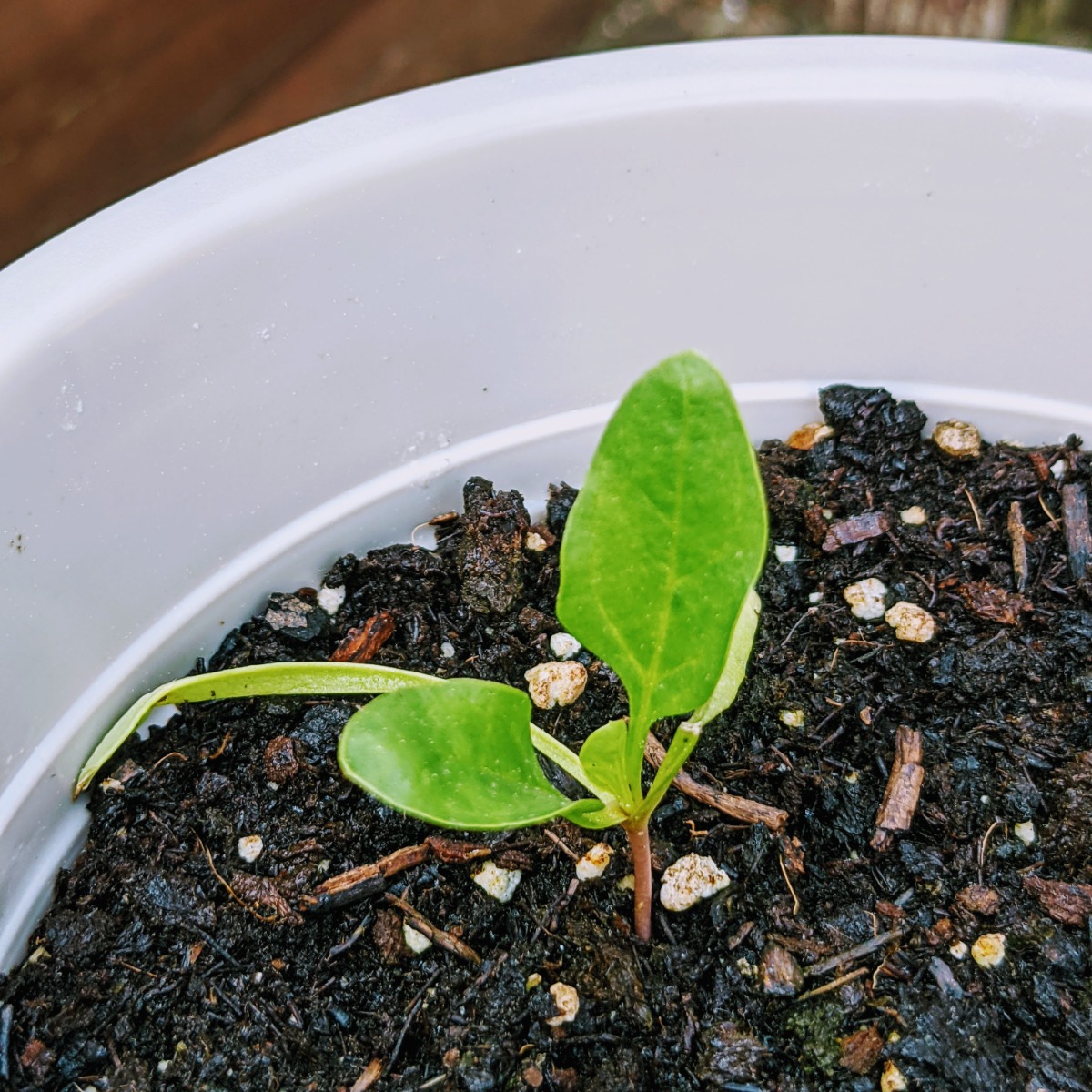 Baby Spinach Seedling in Container - Growing Spinach from Seed