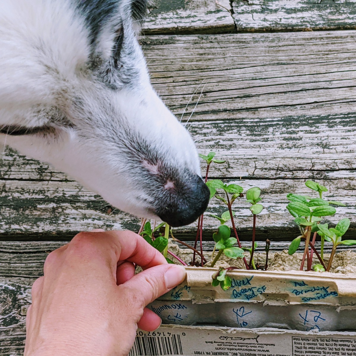 Border Collie Dog and Sunflower Seedlings in Egg Carton