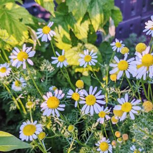 Chamomile Companion Plants – What to Grow Nearby