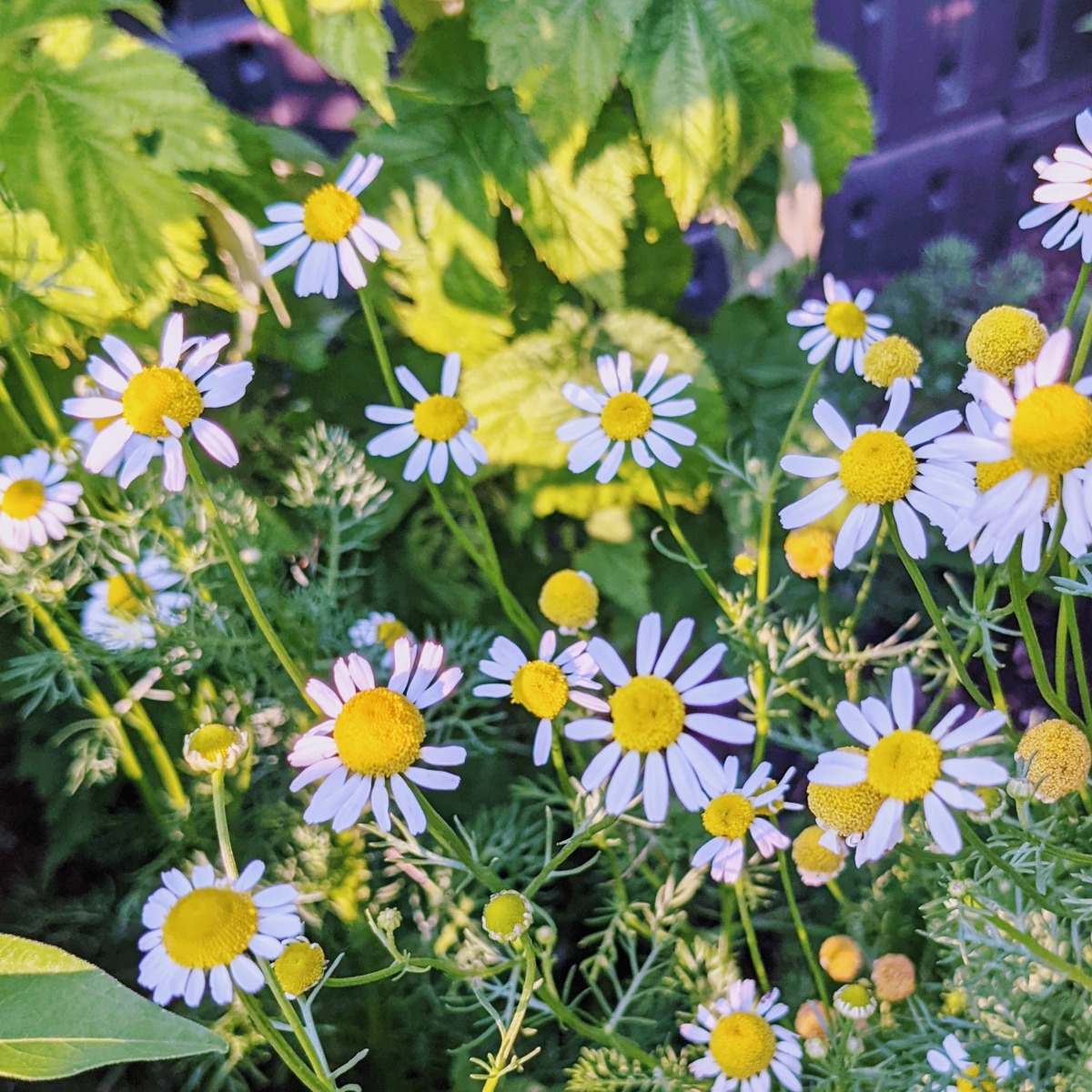 Chamomile Companion Plants - Yellow and white chamomile flowers