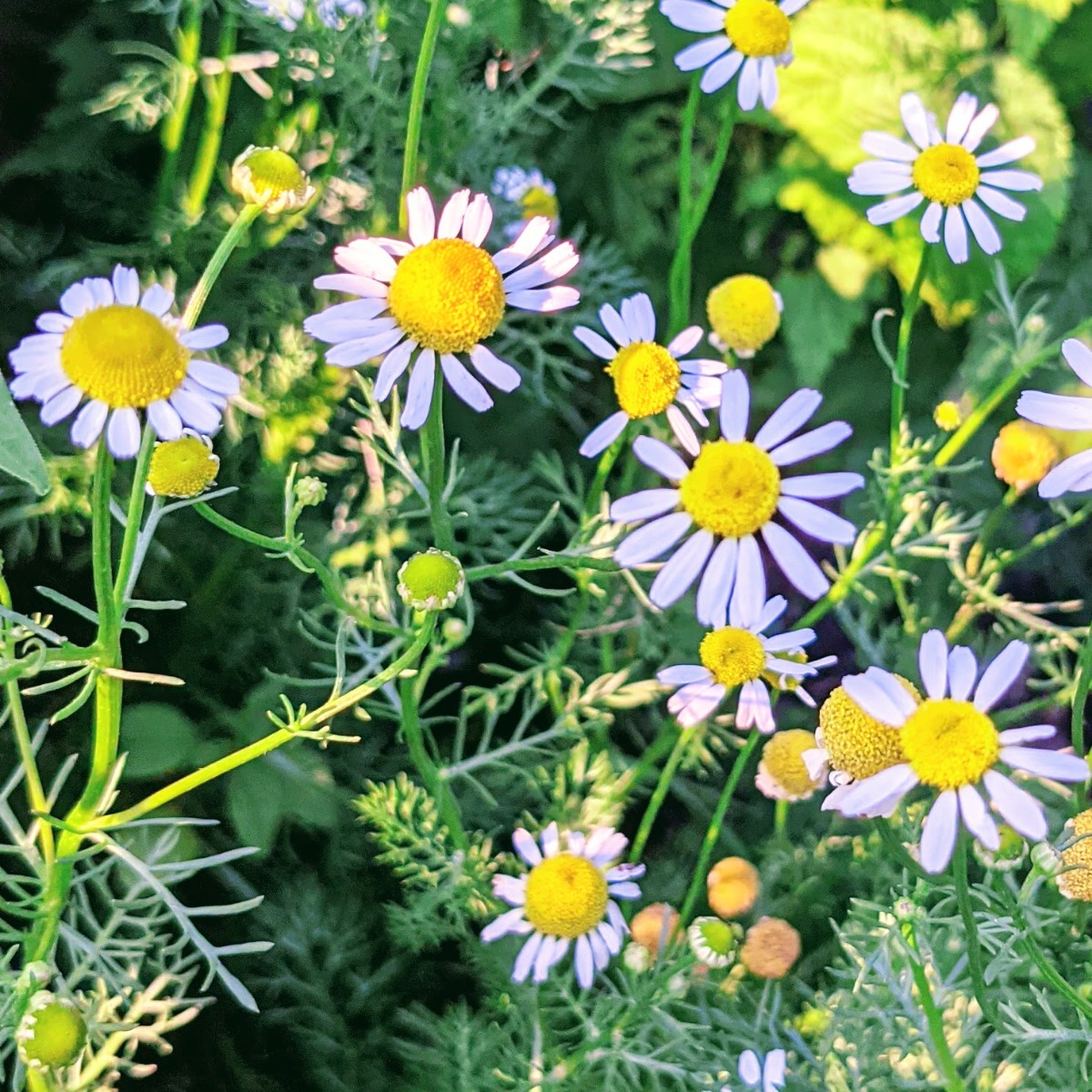 Lots of Chamomile Flowers in our 2021 garden