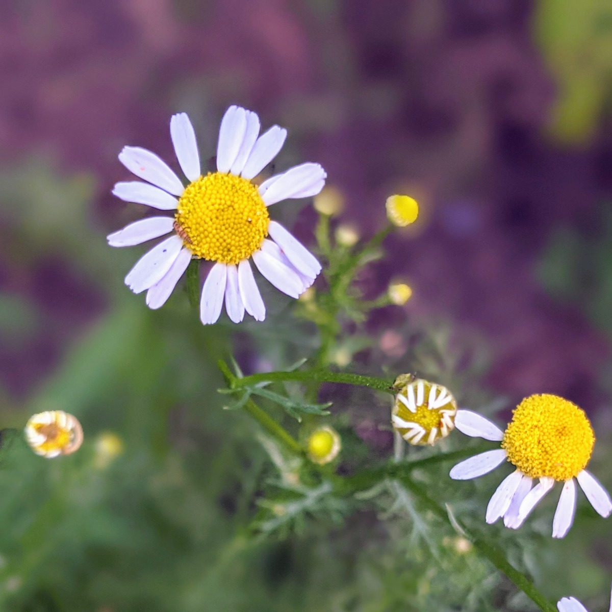 Closeup of Chamomile for tips on harvesting chamomile