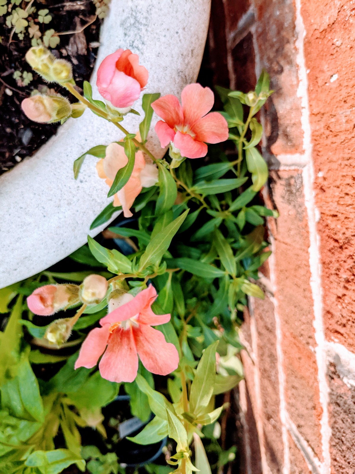 Chantilly Bronze Snapdragons