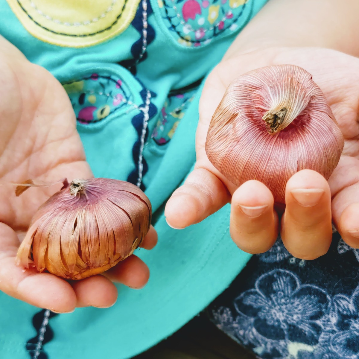 Young daughter holding two gladiola bulbs outside