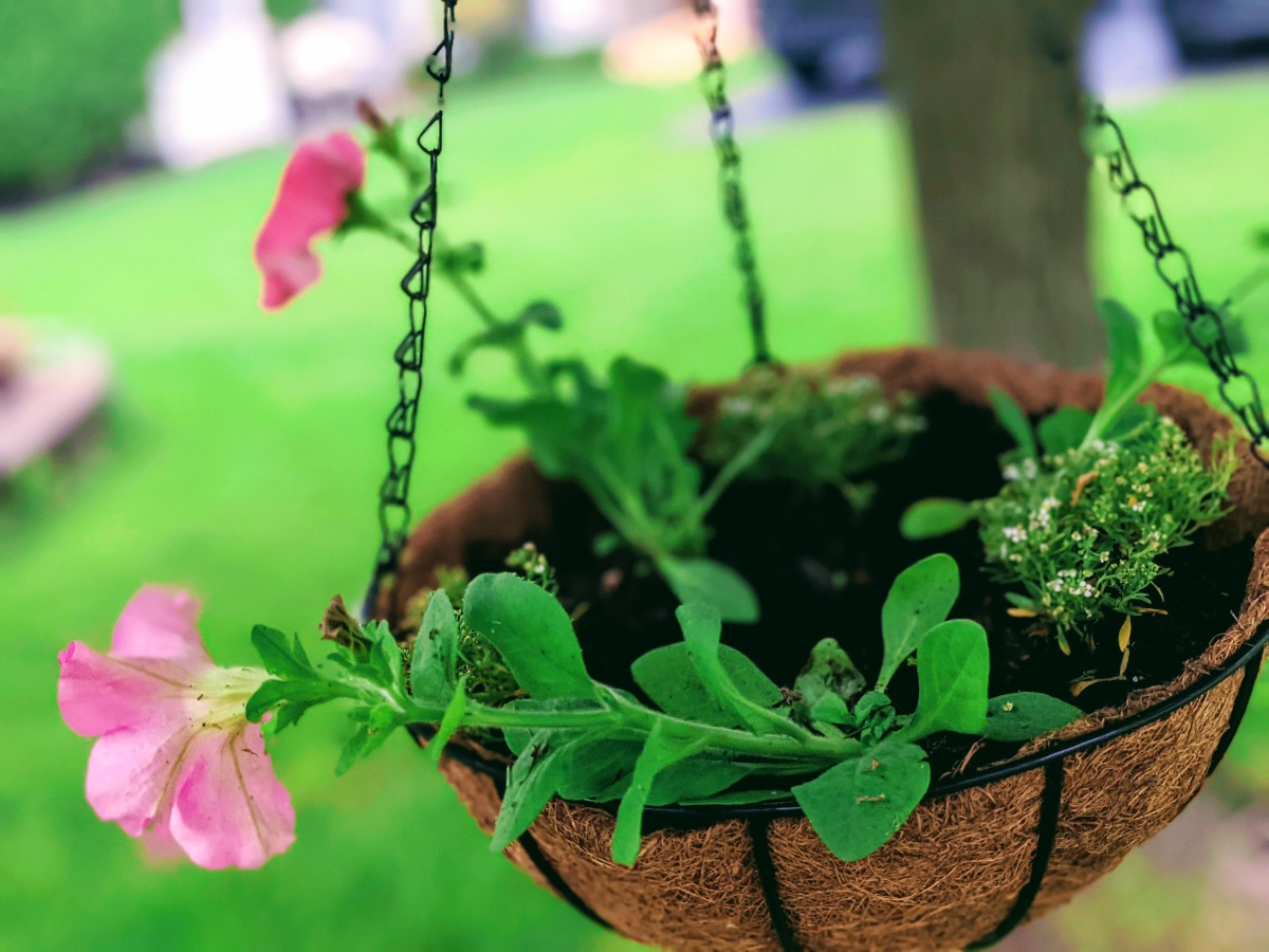 Classy hanging basket planter from Emerging Green Company