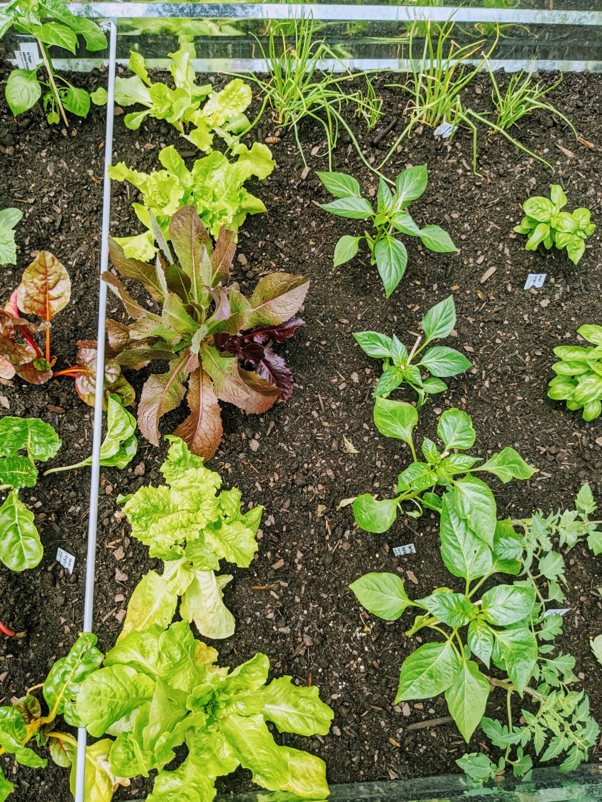 Companion Planting Onions with Lettuce and Peppers 