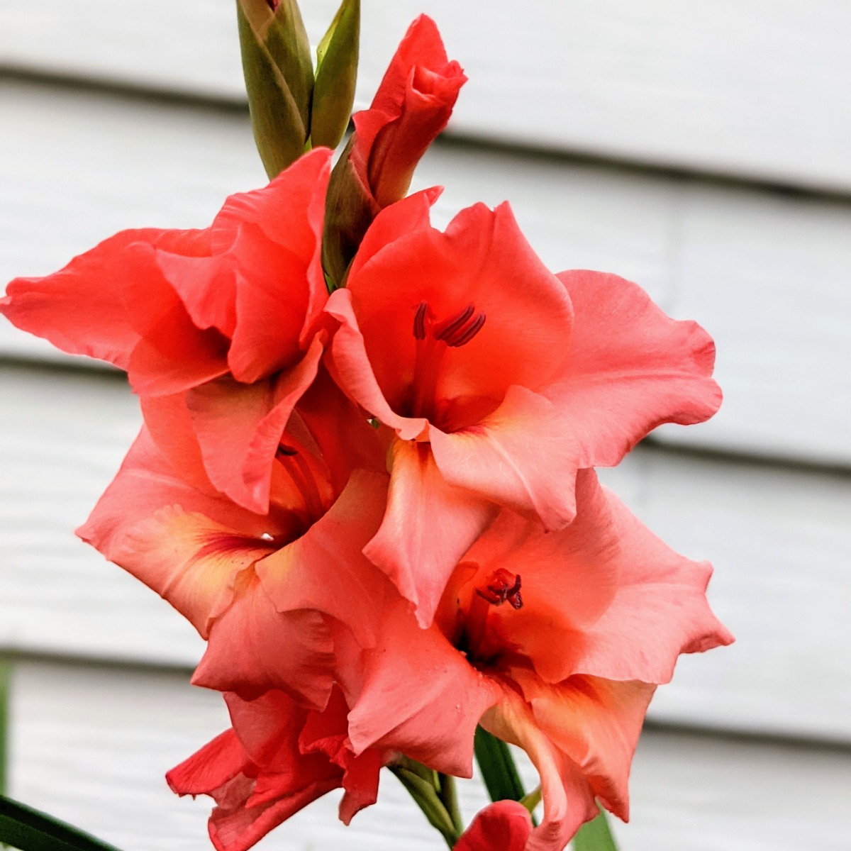 Gorgeous coral gladiolus flower in our 2021 garden