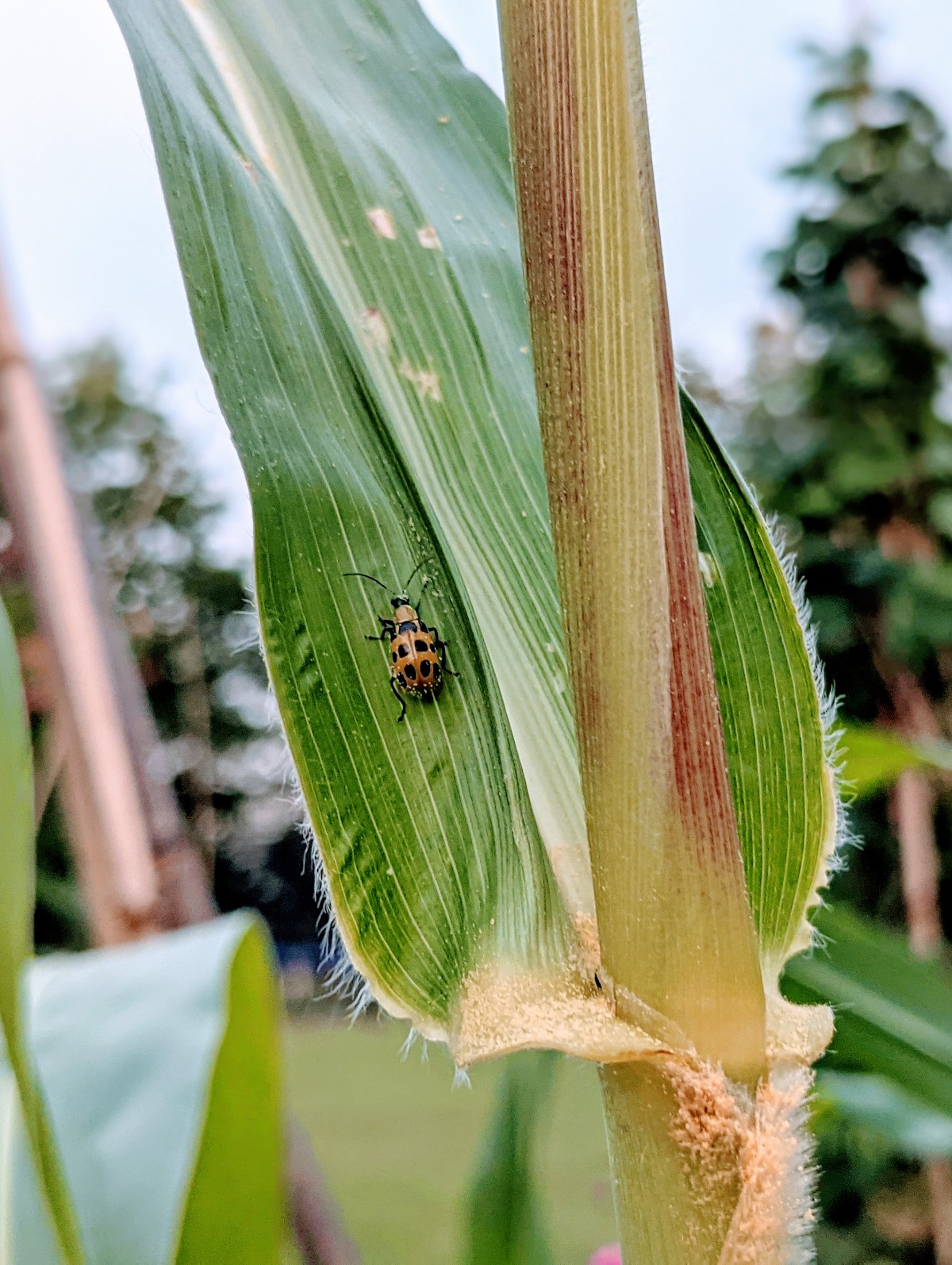 Cucumber Pests on Corn Plant in 2021 Garden