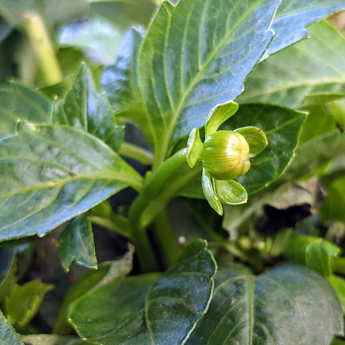 Here is a Dahlia bud waiting to open!