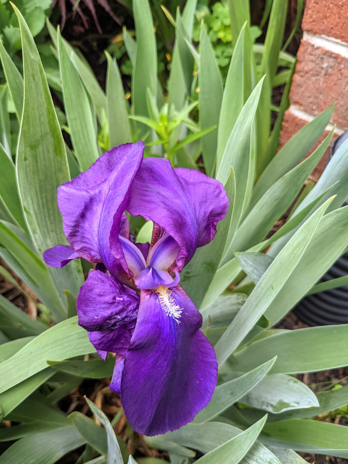 Dark Purple Iris in the garden