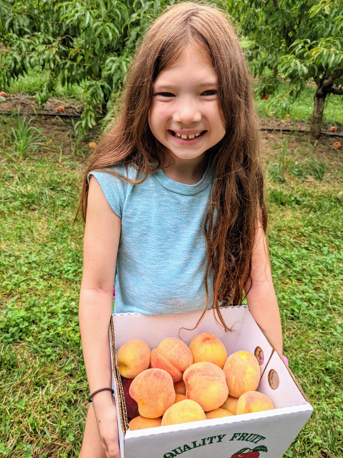 Daughter picking a huge crate of fresh peaches