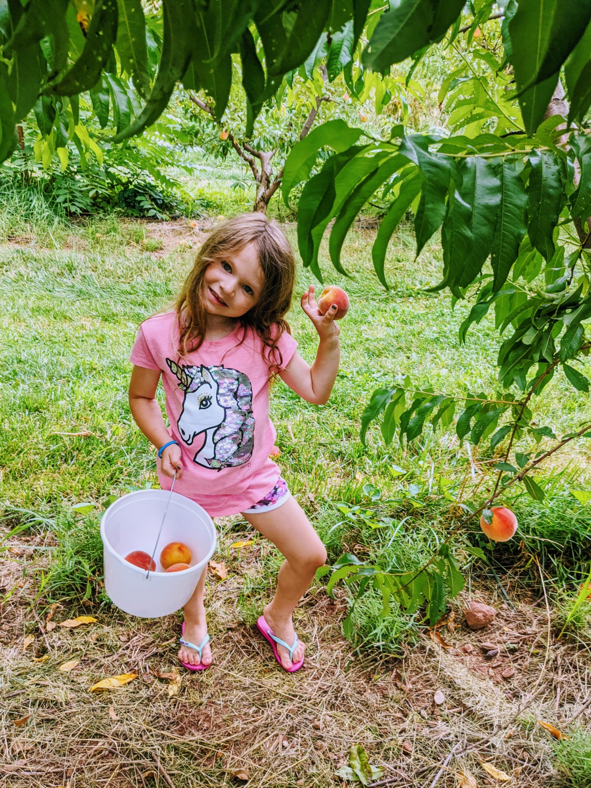 Little girl picking peaches at an orchard