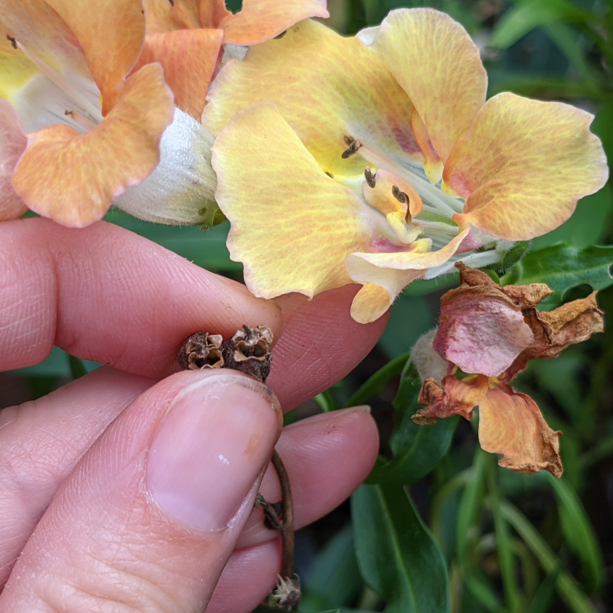 Deadhead snapdragons or save seeds like these brown seed pods from a peachy apricot colored flower