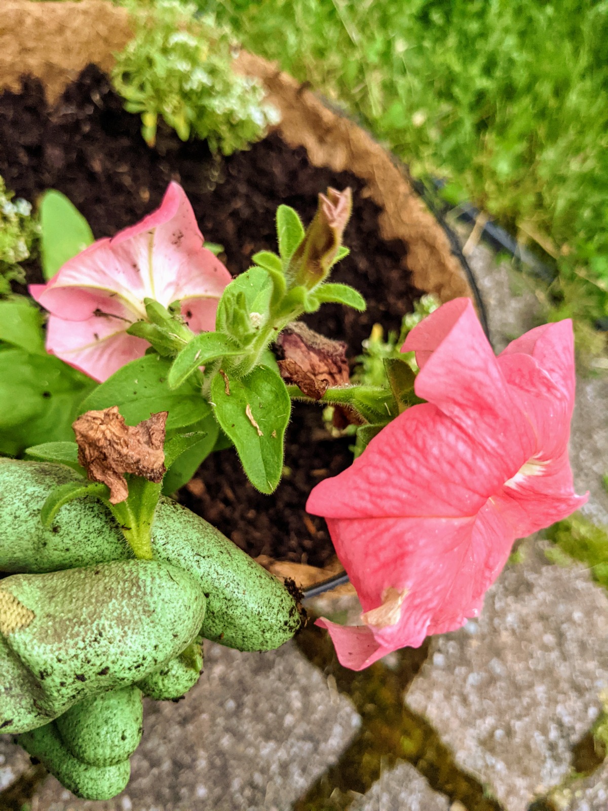 Deadheading coral petunias wearing garden gloves