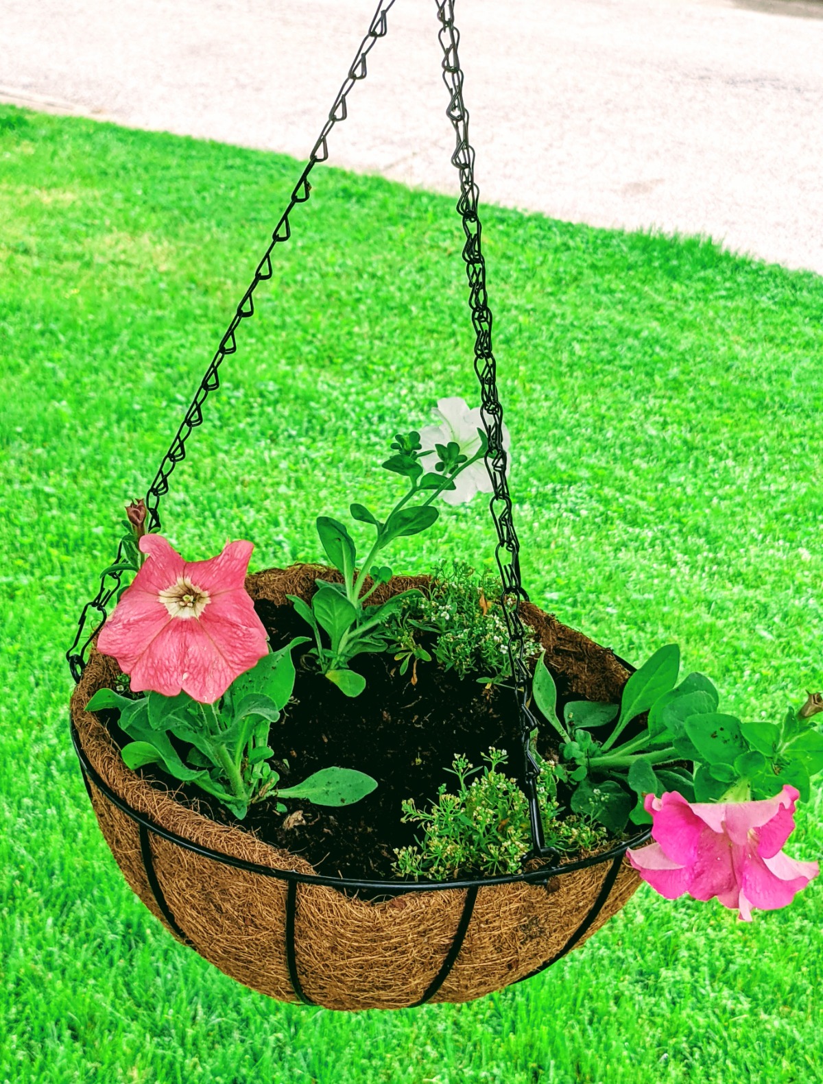 Eco-friendly coconut coir hanging basket with petunias and alyssum