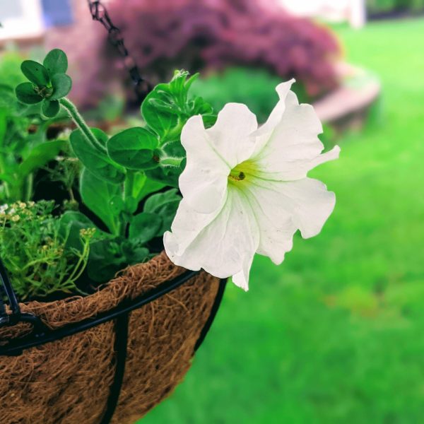 Emerging Green Hanging Planters Review of Eco-Friendly Hanging Basket - featuring white petunia