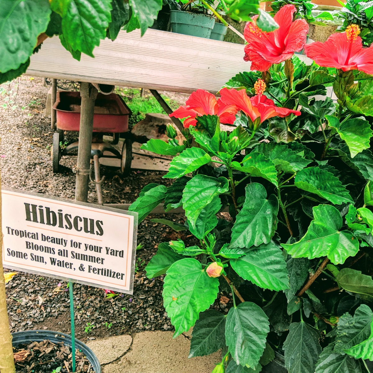 Hibiscus care tips and red hibiscus plant