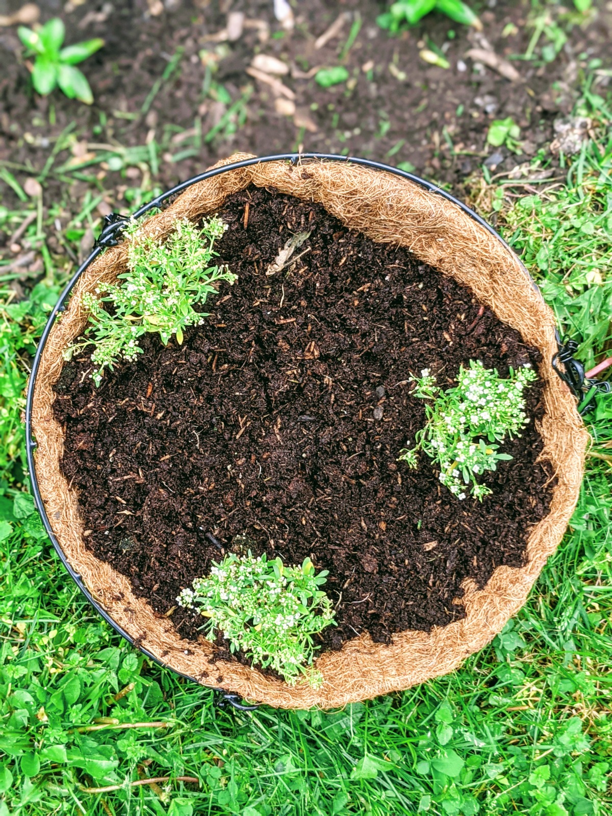 Hanging Basket with Alyssum and lots of space for more plants