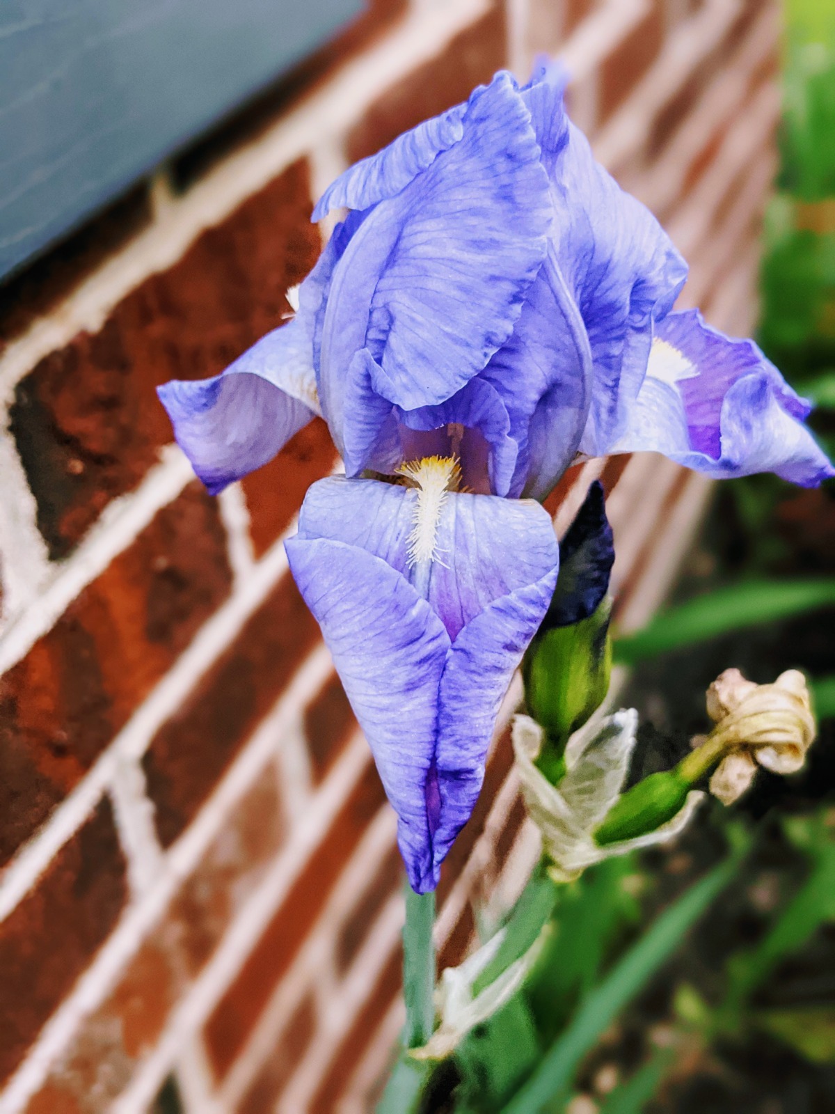 Purple Blue Flag Iris along a brick wall
