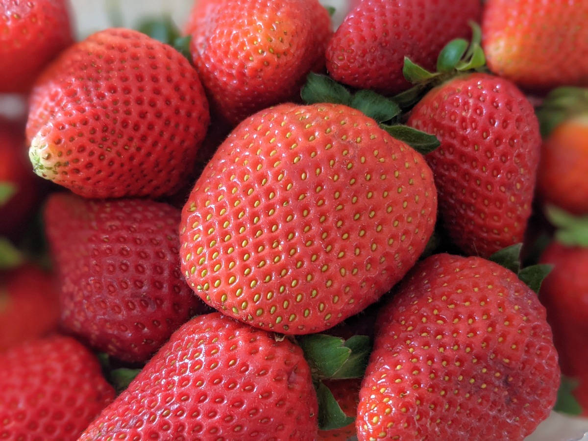 Fresh red strawberries