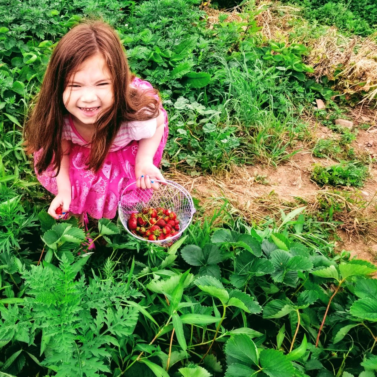 Older daughter picking strawberries in a pink dress