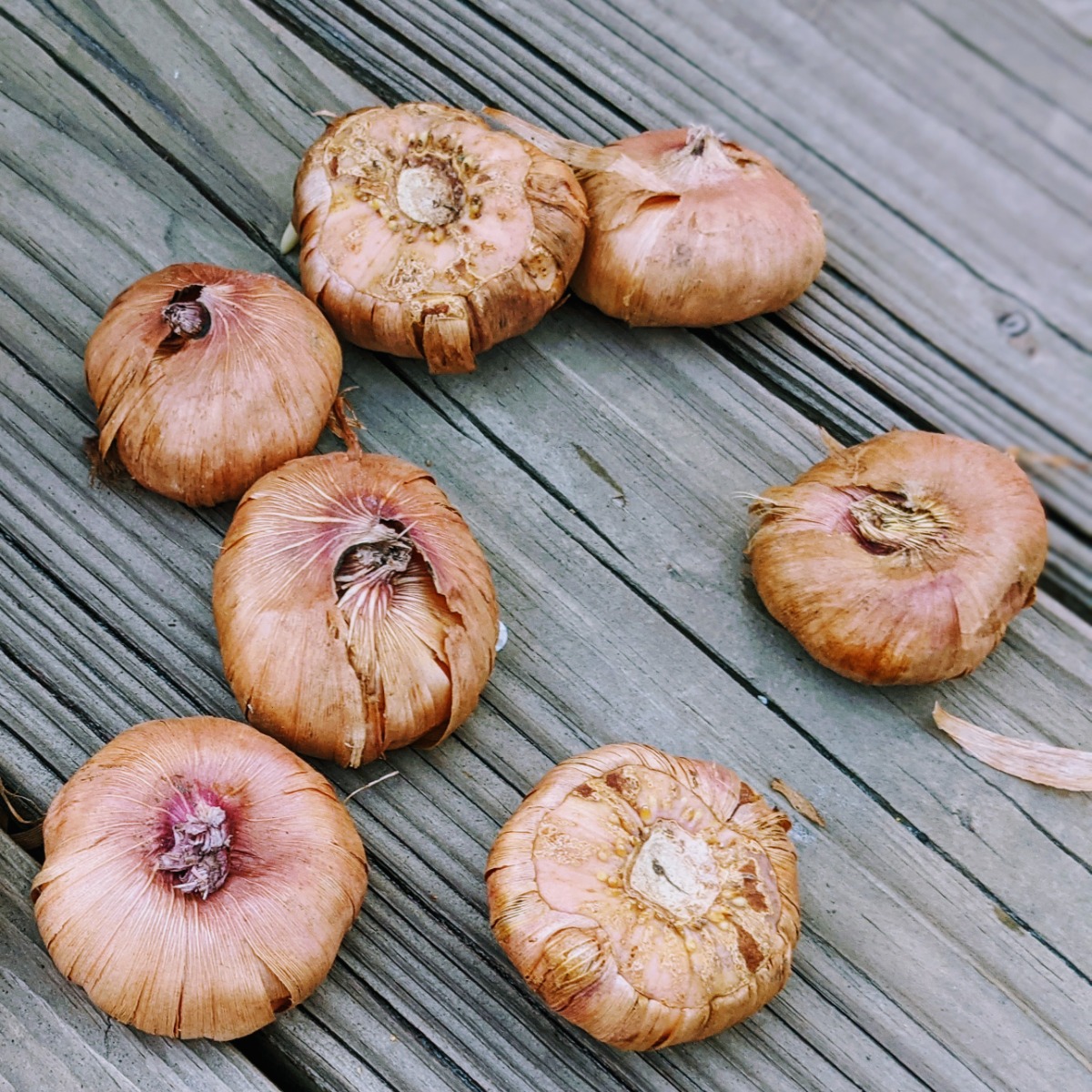 Gladiolus corms waiting to be replanted