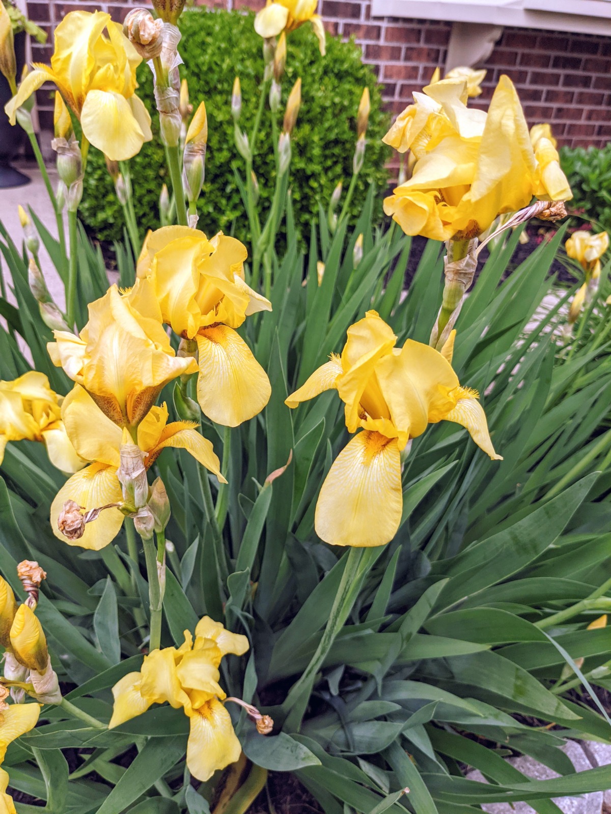 Large cluster of yellow irises at my friend's house