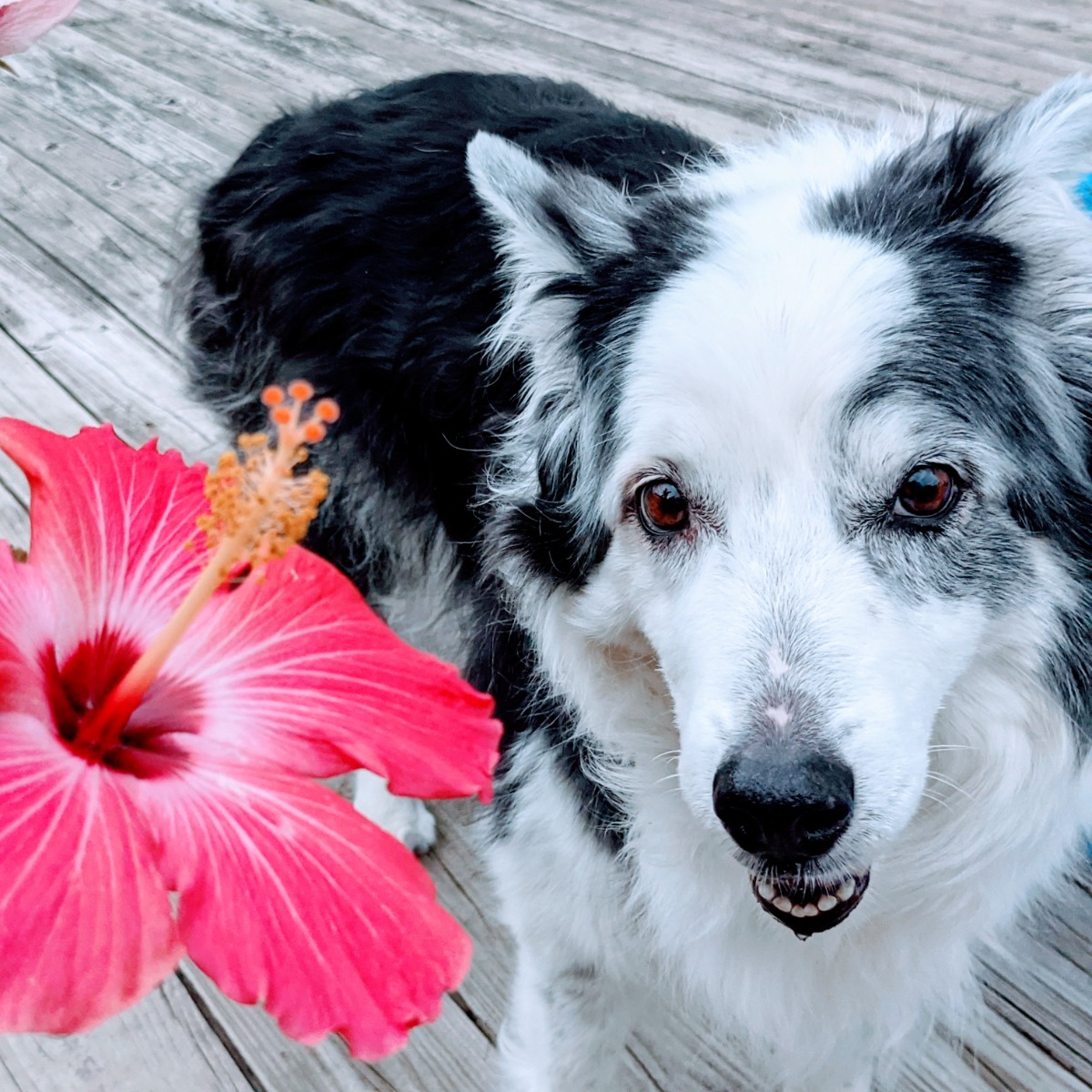 Border Collie and Hibiscus Flower