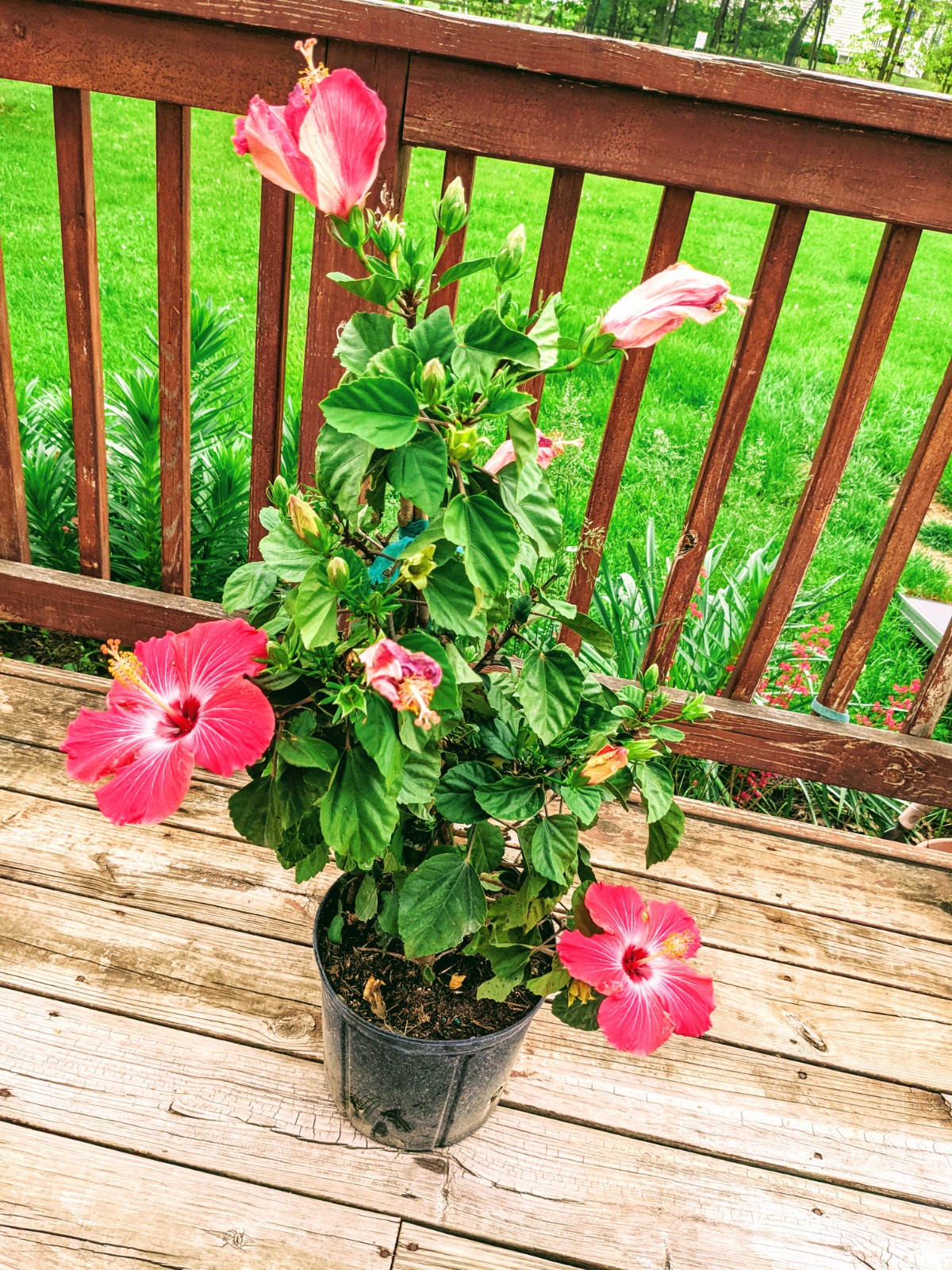 Growing Hibiscus in Pots - Pink and Red Hibiscus in nursery pot on deck
