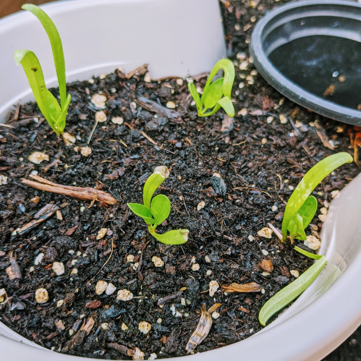 Baby Spinach Seedlings - Growing Spinach from Seed in Containers