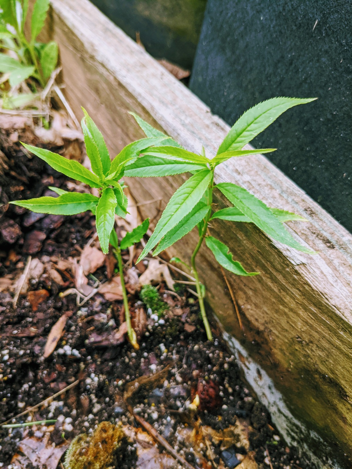 2 small peach tree saplings - Growing a peach tree from seed is easy when you plant the pits outside in a cold grow zone. 