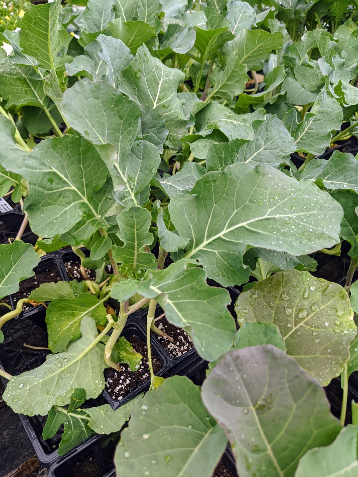 Gypsy broccoli starter plants from Glick's Greenhouse in Oley, Pennsylvania