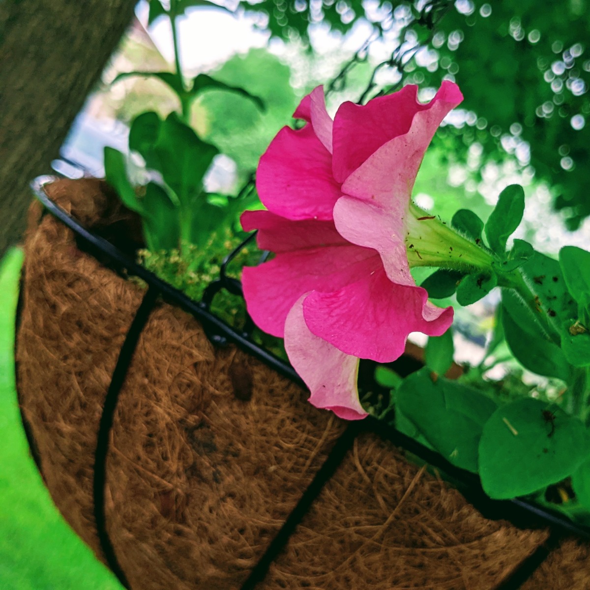 Hanging Basket with Pink Petunias Suspended from a Tree