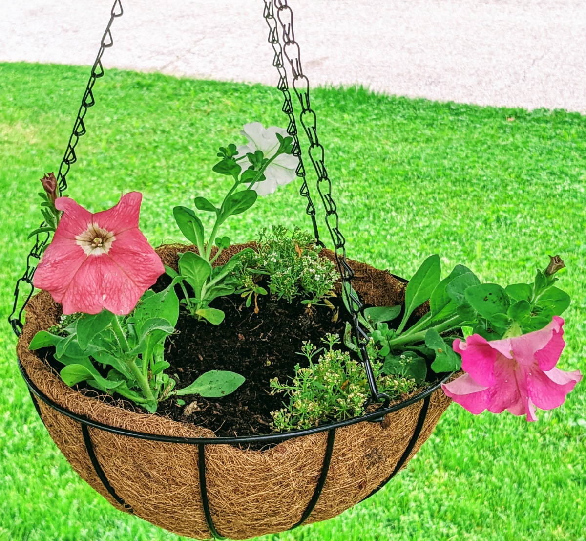 Pink and Coral Petunias in a coco coir hanging basket