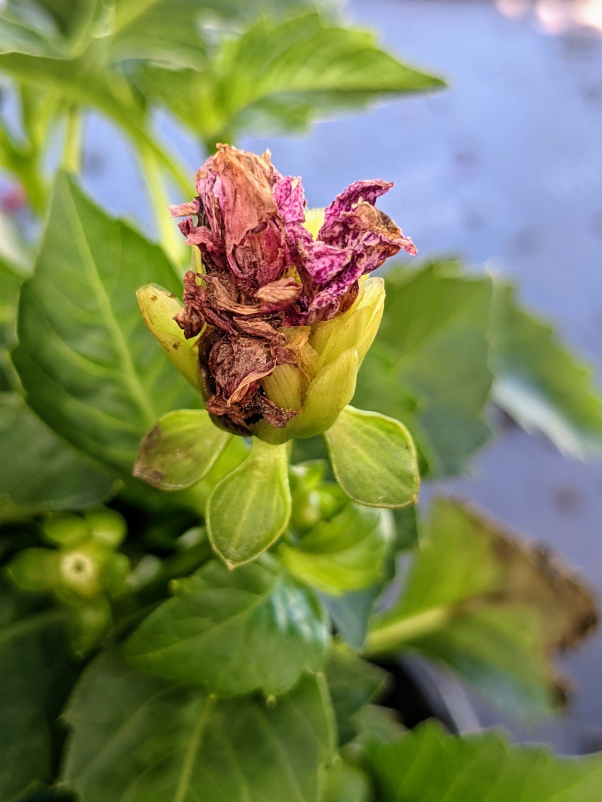 Deadheading dahlias involves removing the spent flower heads. Here is a dahlia deadhead.