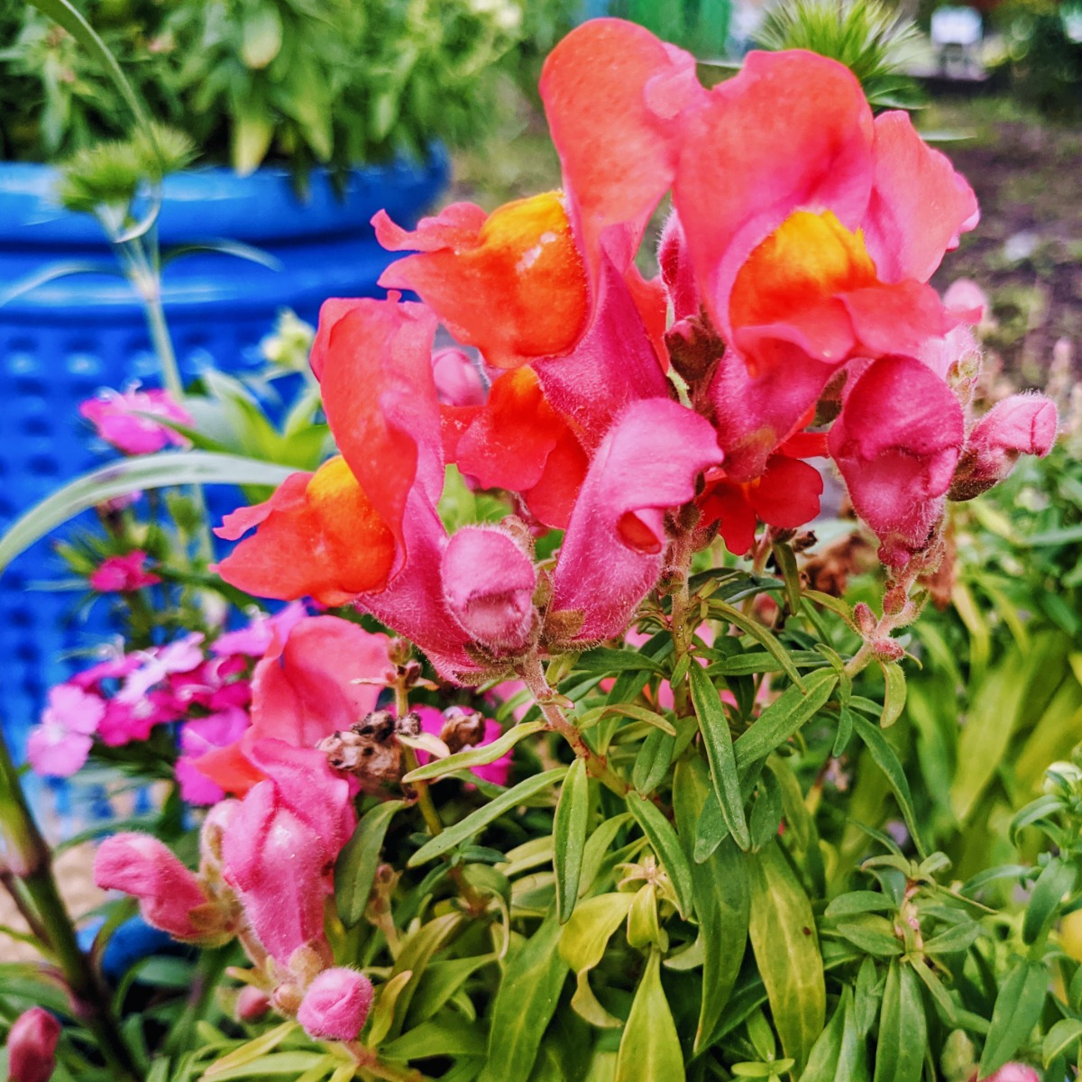 Pink and orange snapdragon with yellow - Learning how to deadhead snapdragons ensures even more prolific blooms of snapdragon flowers!