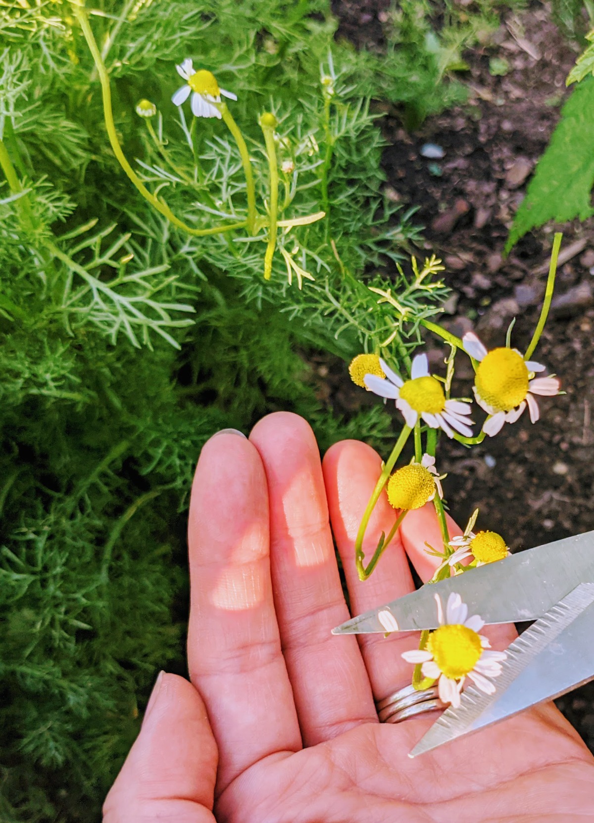 Learning how to harvest chamomile is as easy as picking flowers.